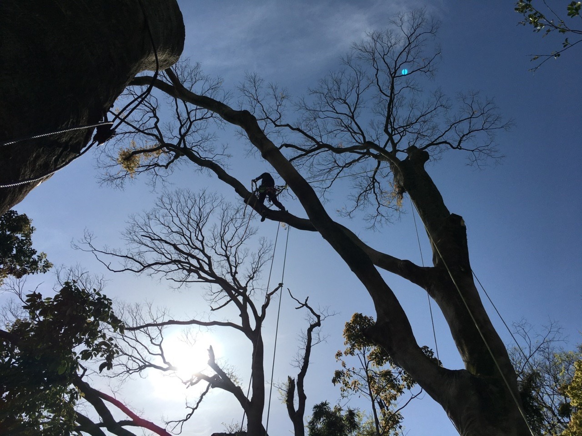 関西で伐採のご依頼なら