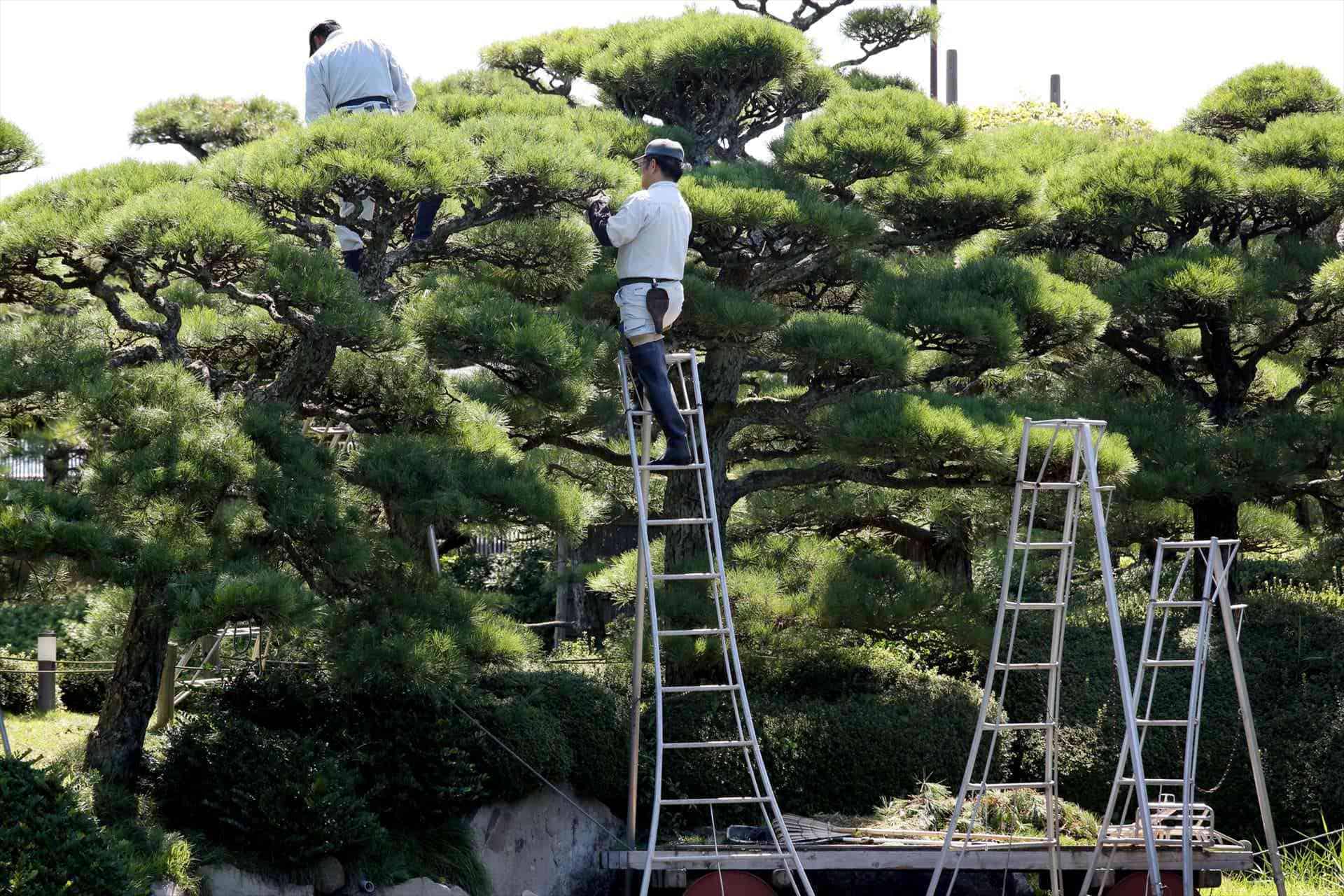 庭木の整理 | 京都の伐採なら西田林業