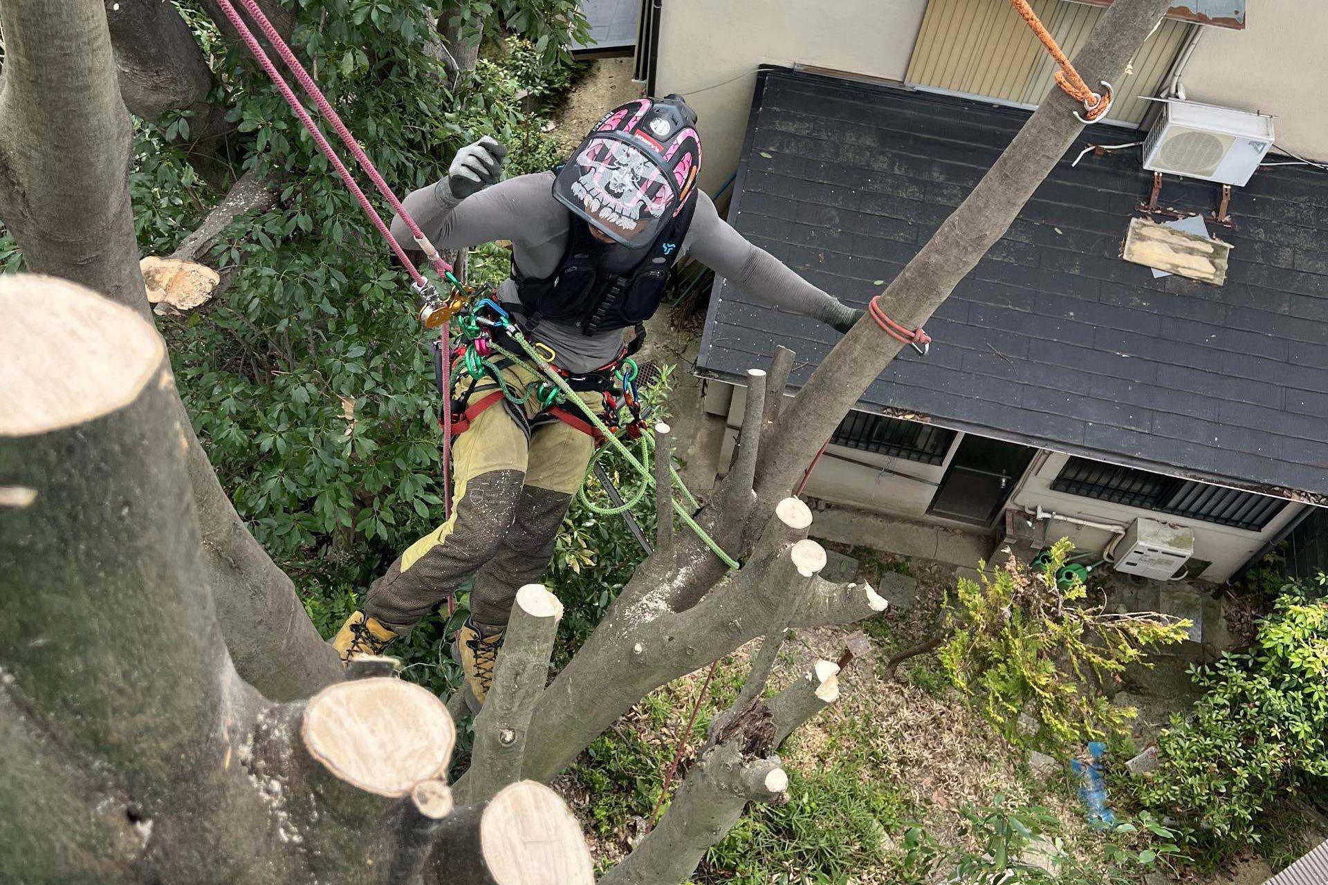 伐採のプロ、都市近郊林の専門業者へ